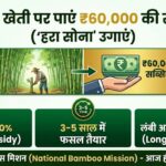 Bamboo Farming Subsidy 2024: सरकार दे रही है ₹60,000 – आज ही आवेदन करें!